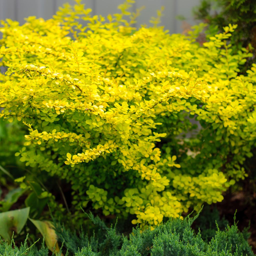 Japaninhappomarja Aurea