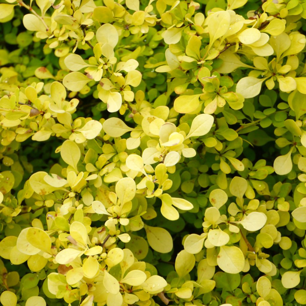 Japaninhappomarja Aurea