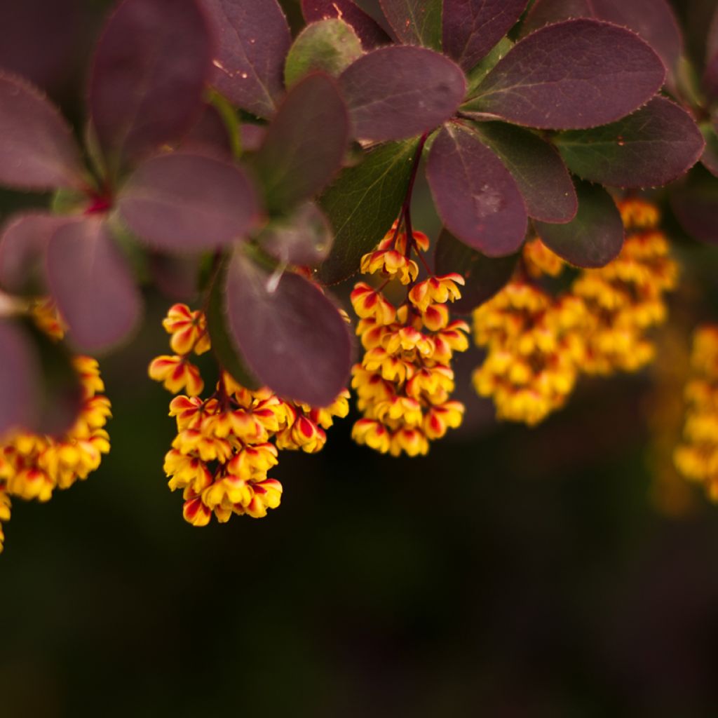 Japaninhappomarja - Berberis thunbergii