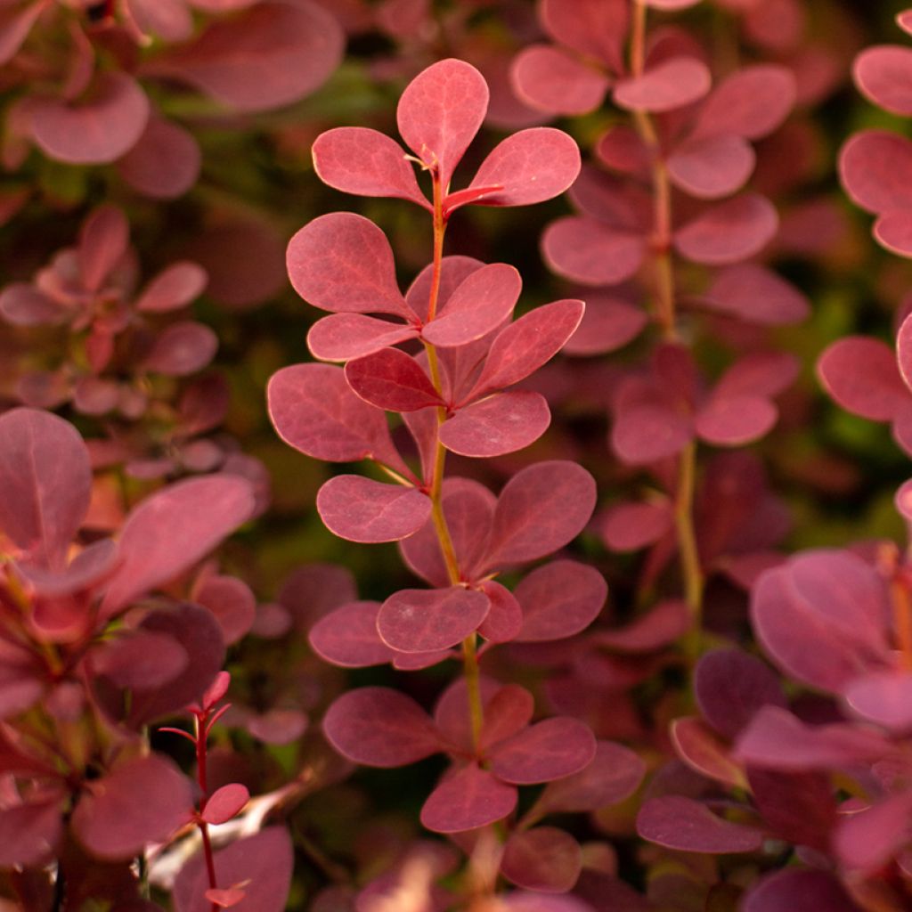 Japaninhappomarja - Berberis thunbergii