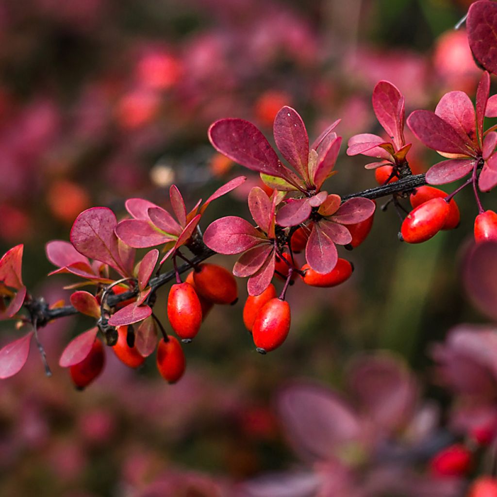 Japaninhappomarja - Berberis thunbergii