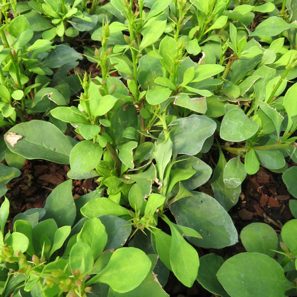 Japaninhappomarja Erecta