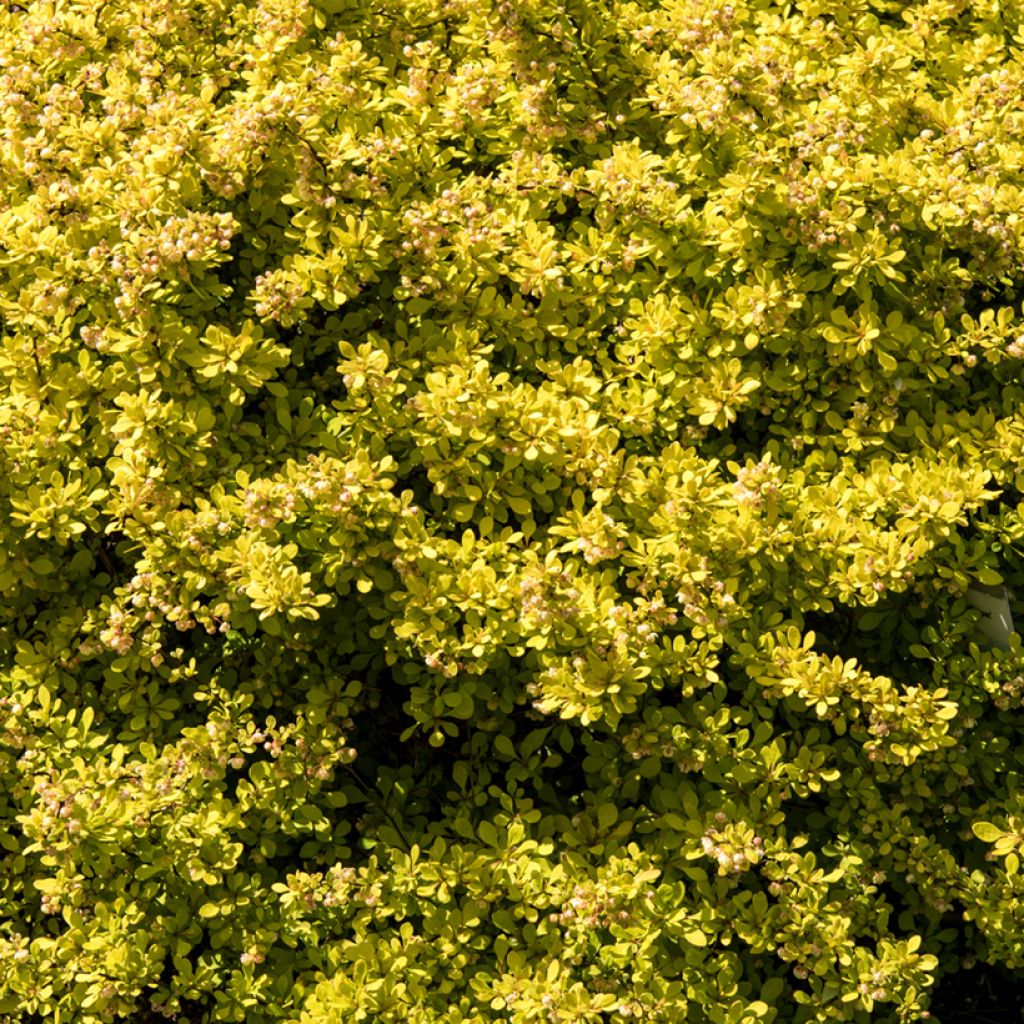 Japaninhappomarja Golden Carpet