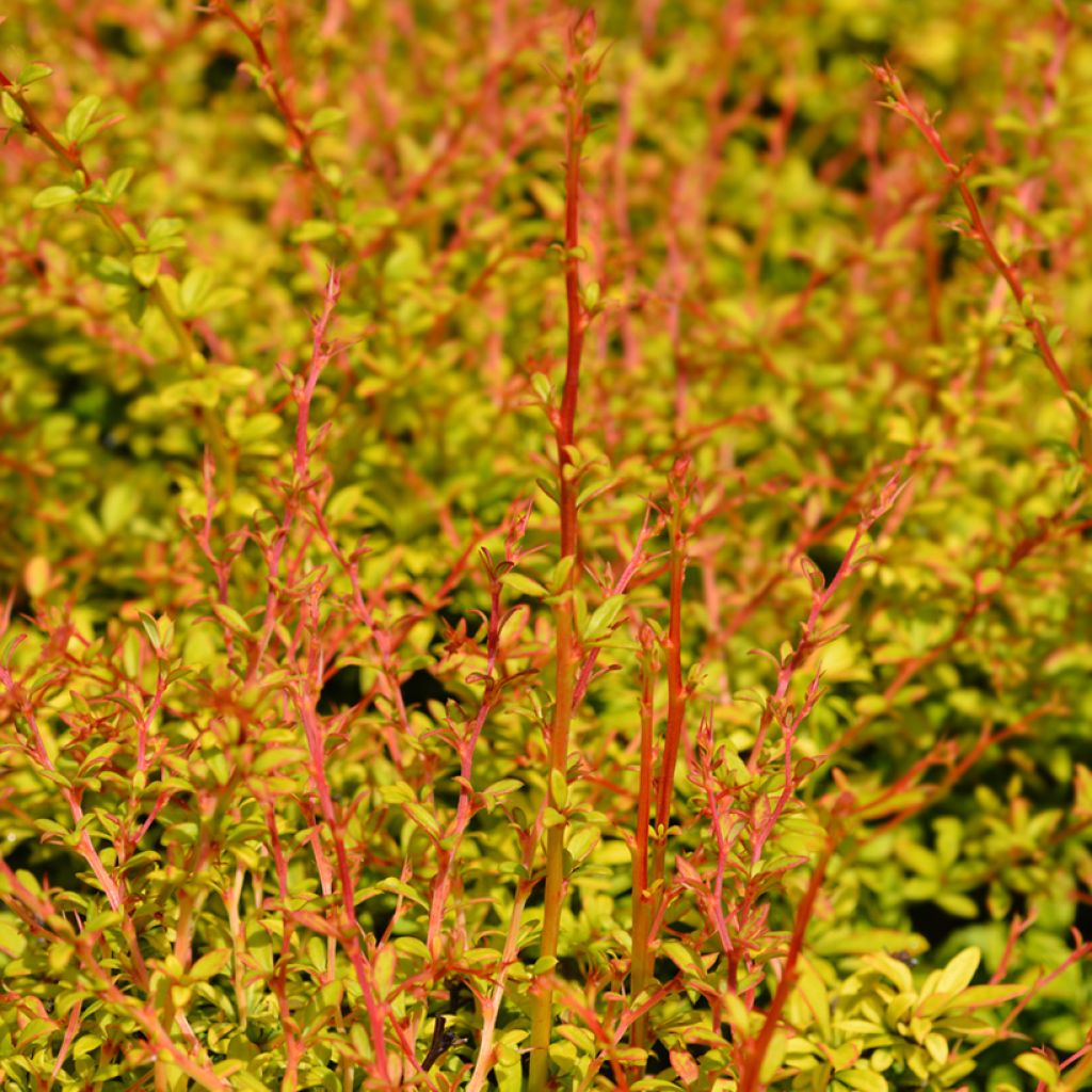 Japaninhappomarja Golden Dream