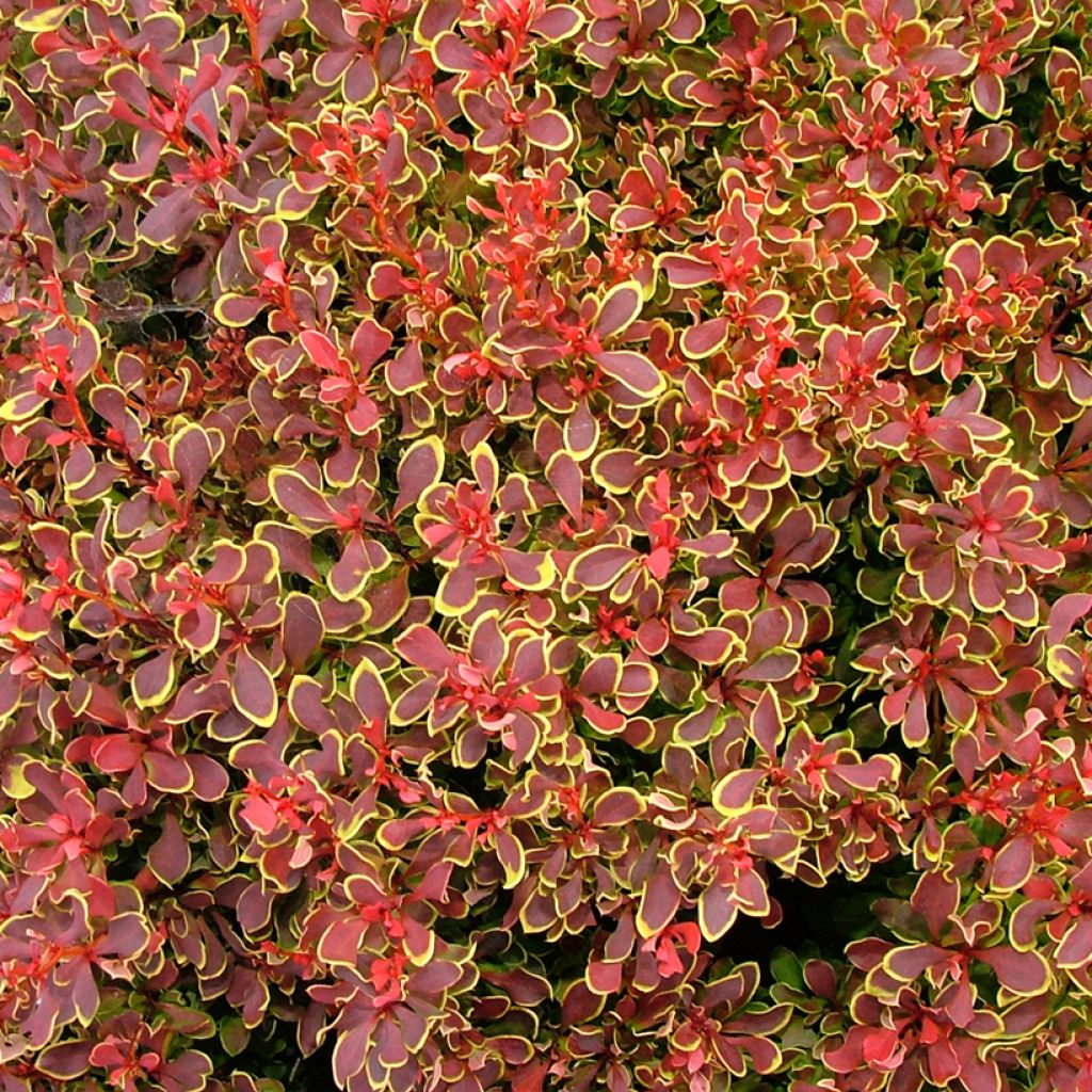 Japaninhappomarja Golden Ruby