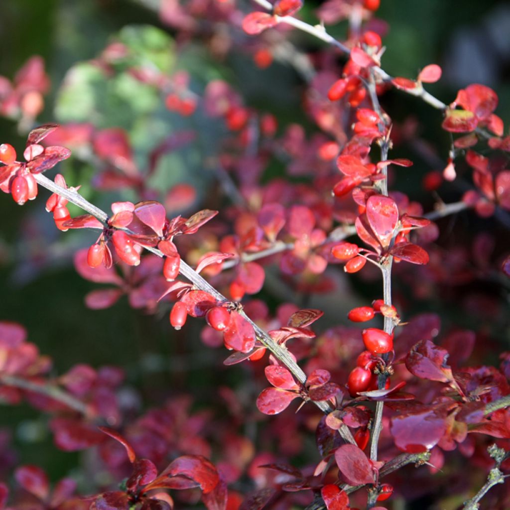 Japaninhappomarja Harlequin