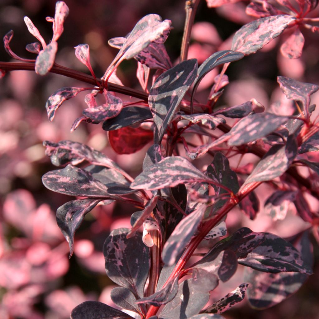 Japaninhappomarja Harlequin