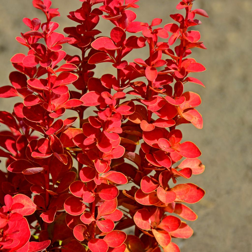 Japaninhappomarja Orange Rocket