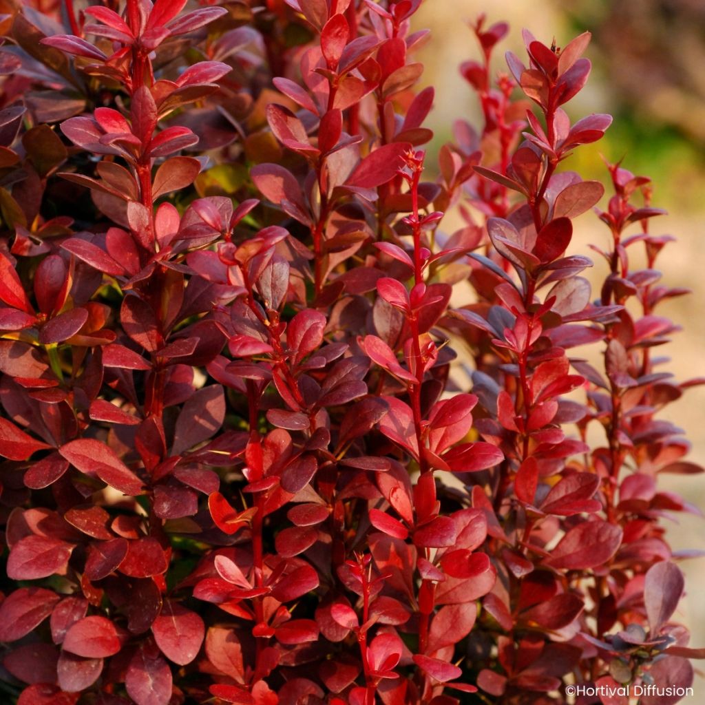 Japaninhappomarja Red Torch
