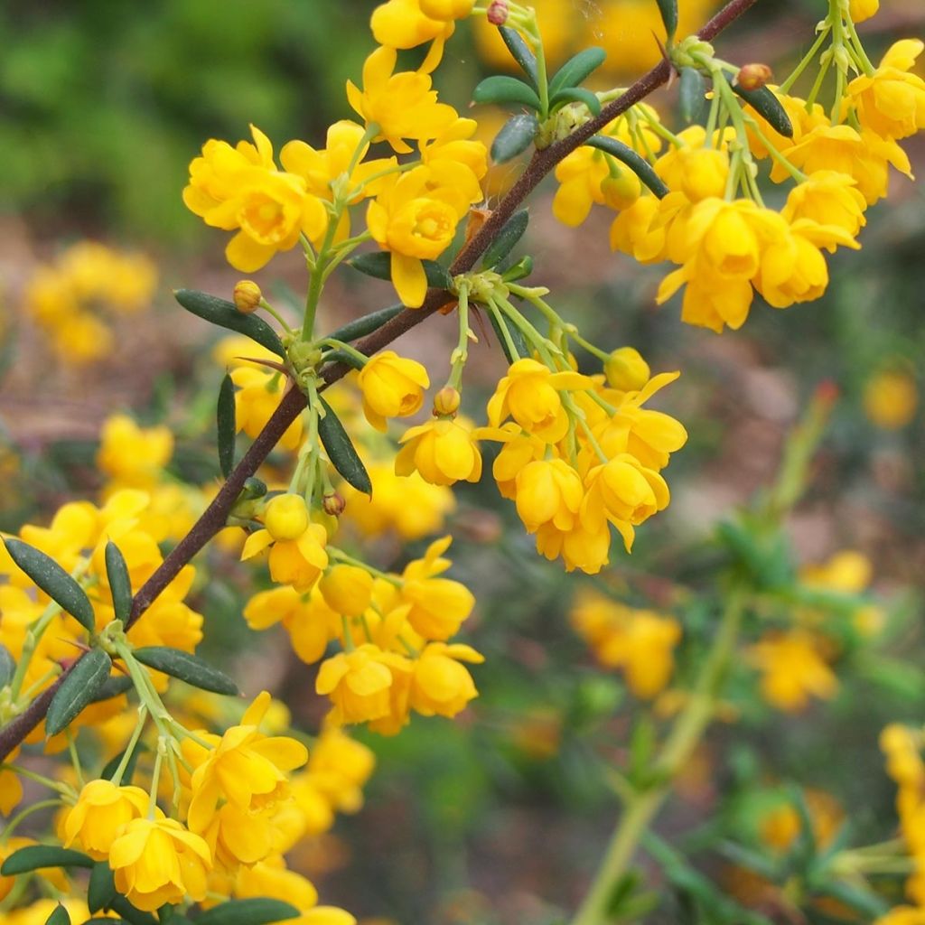 Happomarja - Berberis x stenophylla