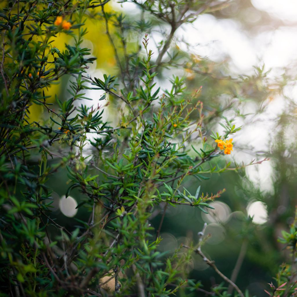 Happomarja - Berberis x stenophylla
