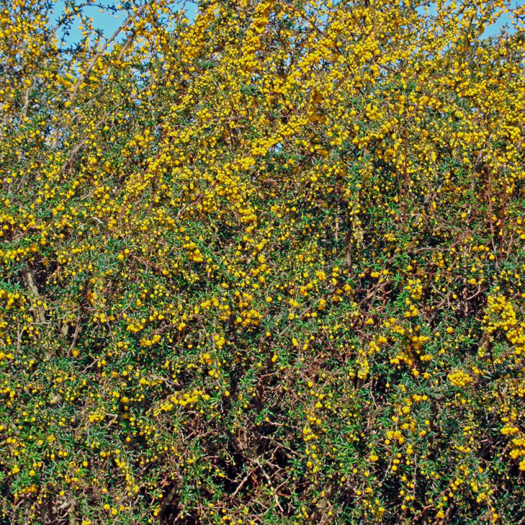 Happomarja - Berberis x stenophylla