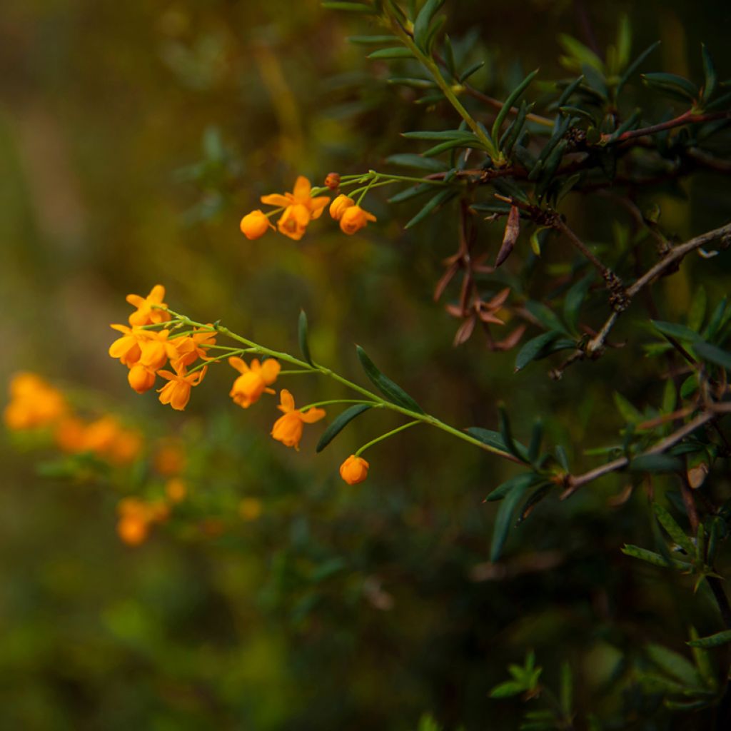 Happomarja - Berberis x stenophylla