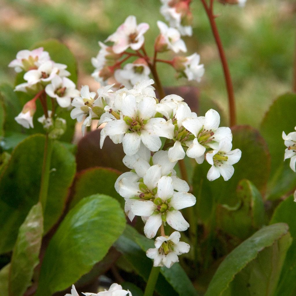 Vuorenkilpi Bressingham White
