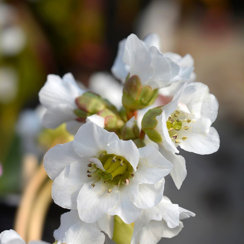 Vuorenkilpi Bressingham White
