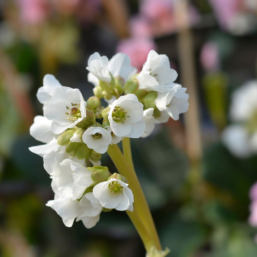 Vuorenkilpi Bressingham White
