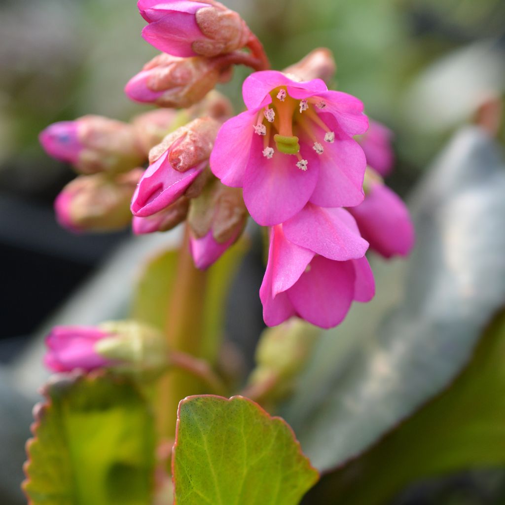 Vuorenkilpi Winterglut