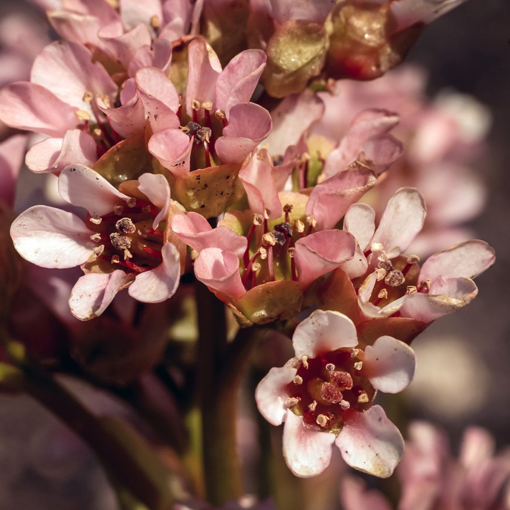 Vuorenkilve - Bergenia ciliata