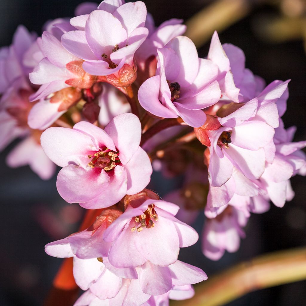 Vuorenkilve - Bergenia ciliata