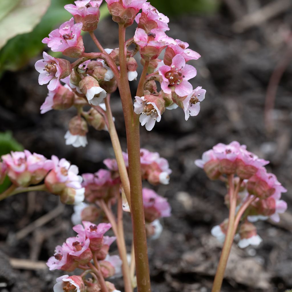 Vuorenkilve - Bergenia ciliata