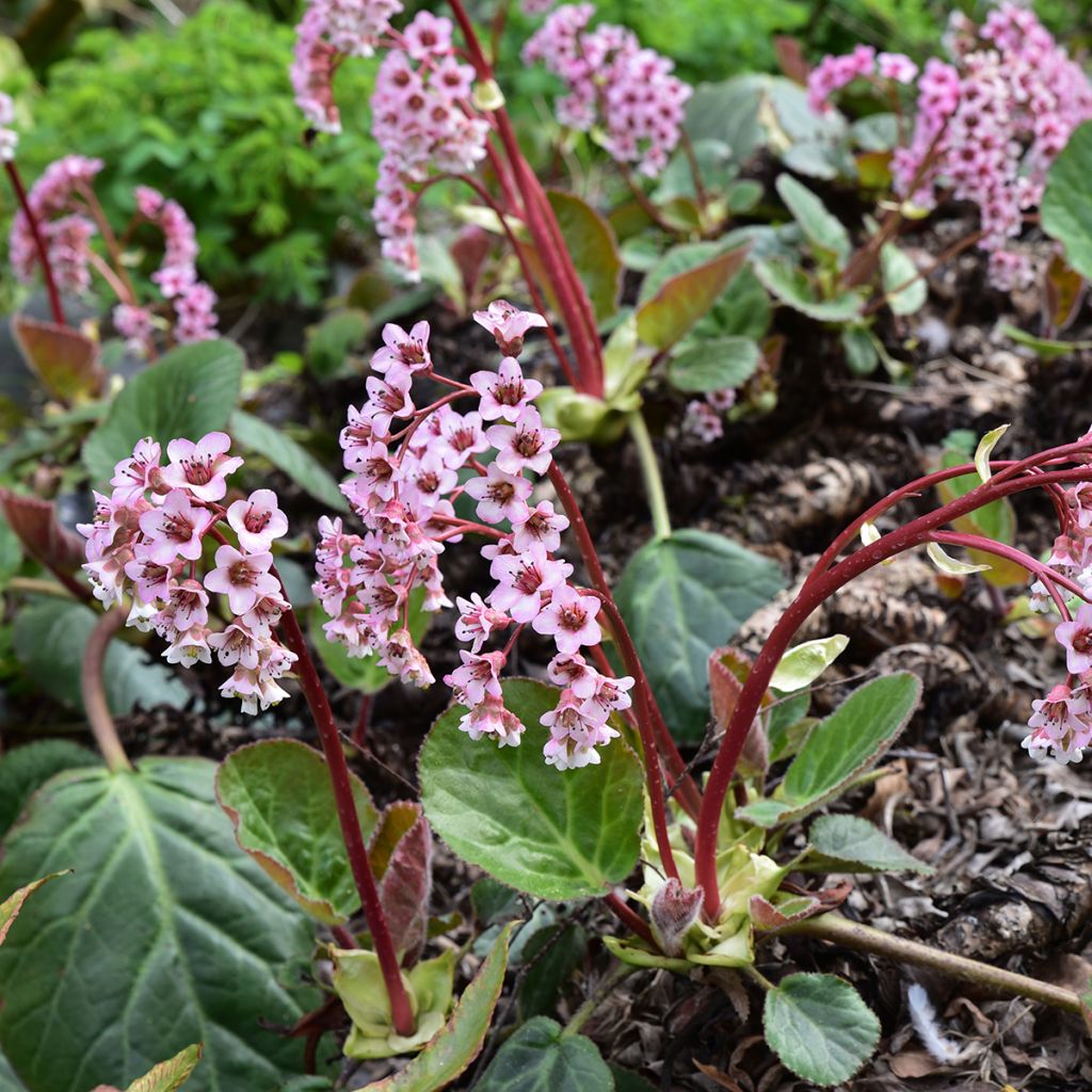 Vuorenkilve - Bergenia ciliata