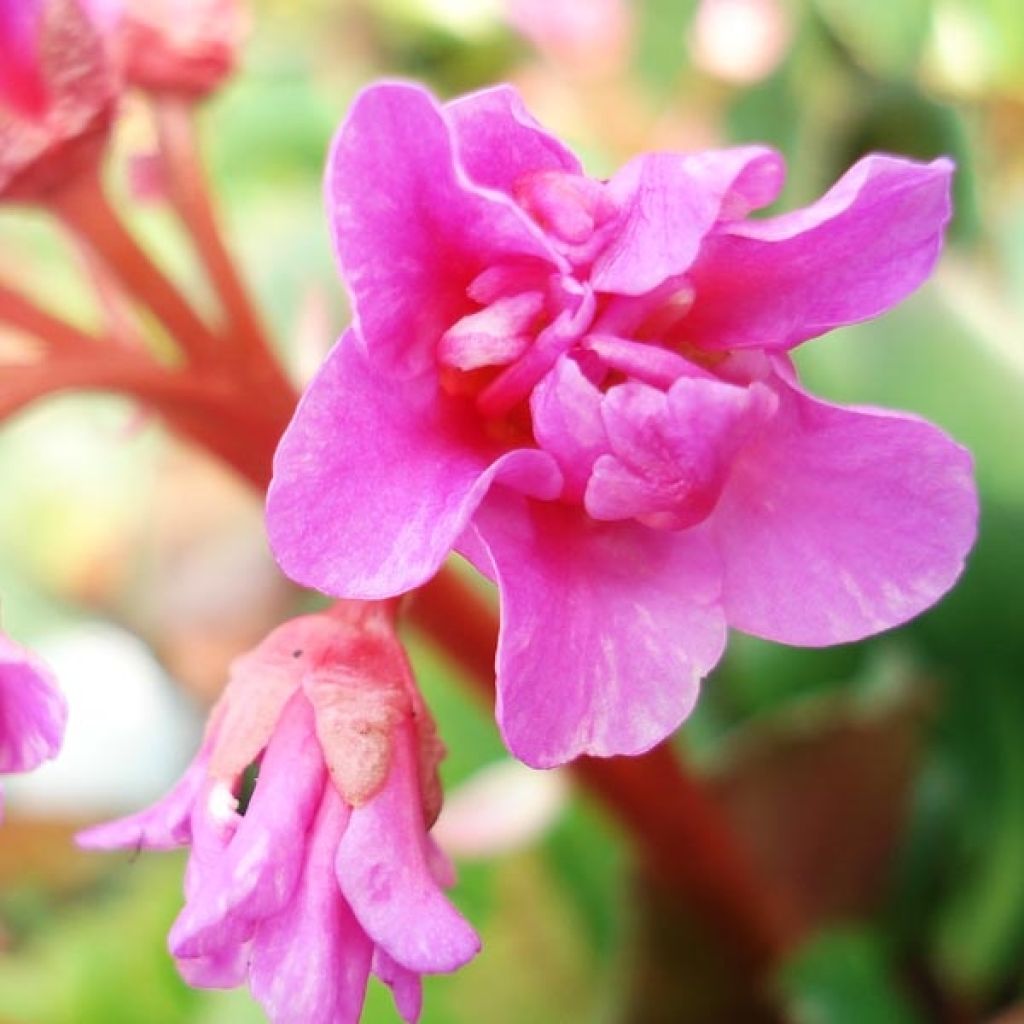 Herttavuorenkilpi - Bergenia cordifolia
