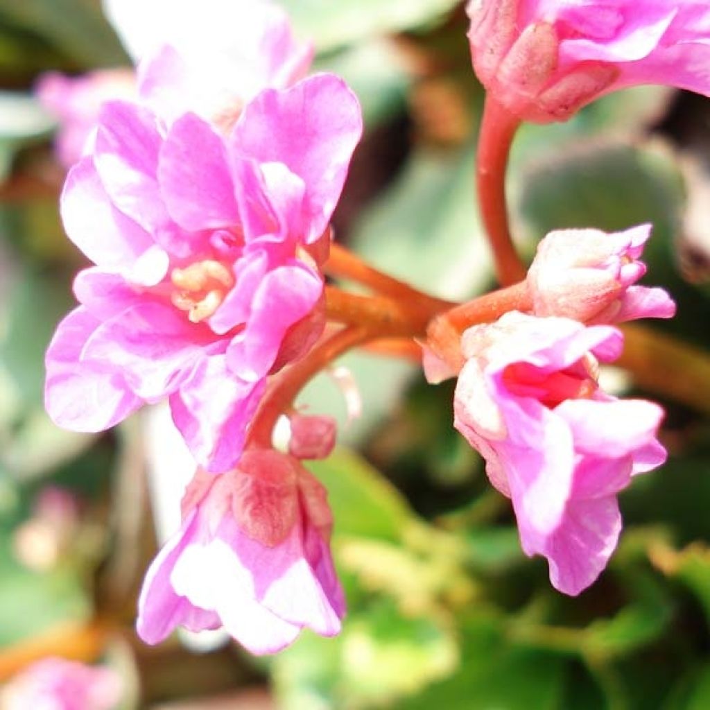Herttavuorenkilpi - Bergenia cordifolia