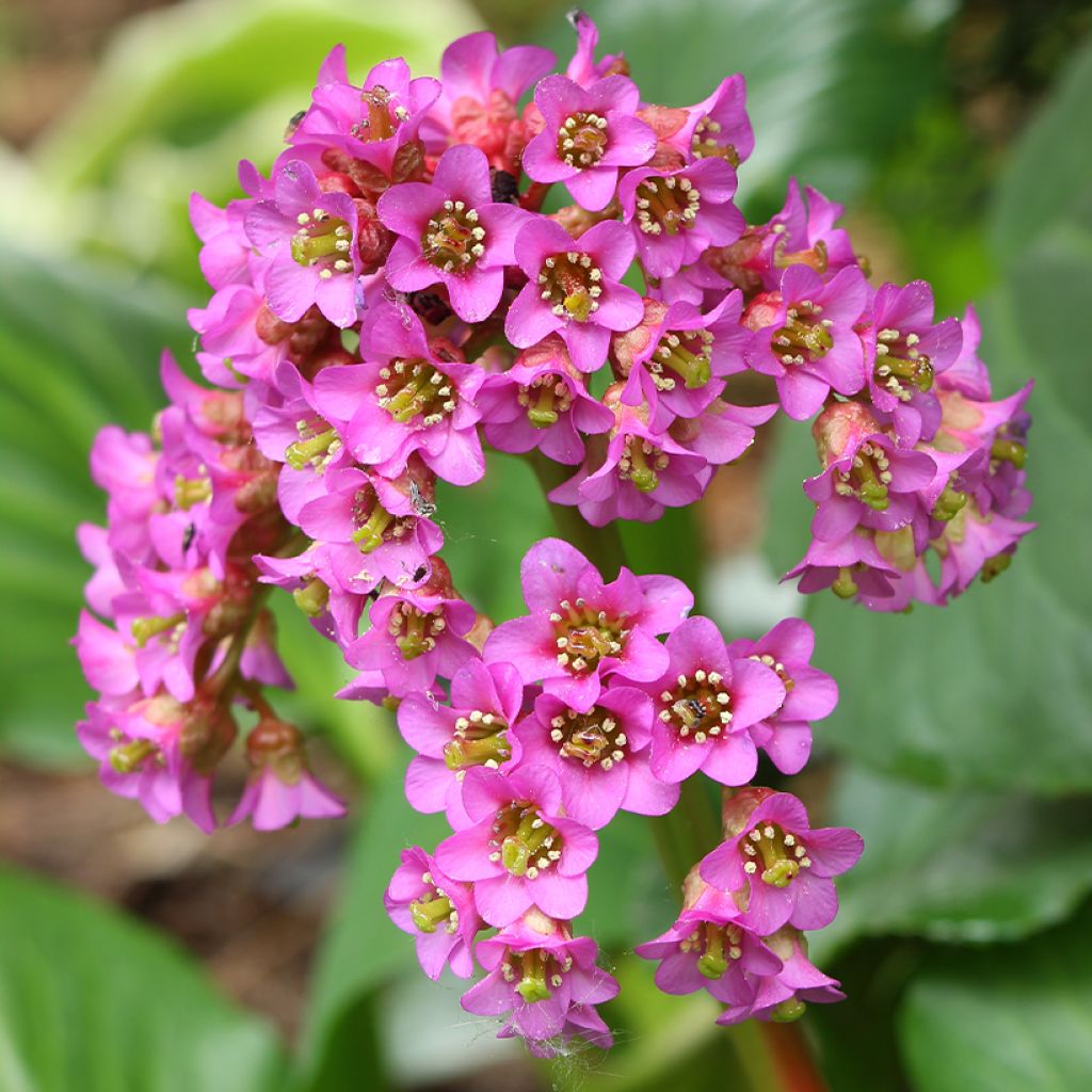 Herttavuorenkilpi - Bergenia cordifolia