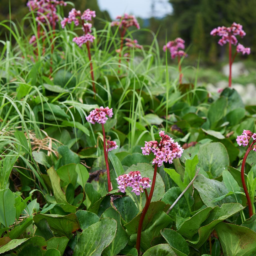 Herttavuorenkilpi - Bergenia cordifolia