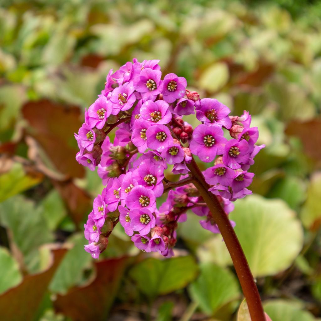 Purppuravuorenkilpi - Bergenia purpurascens