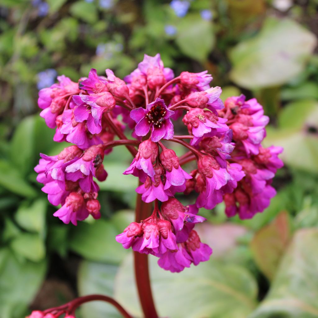 Purppuravuorenkilpi - Bergenia purpurascens