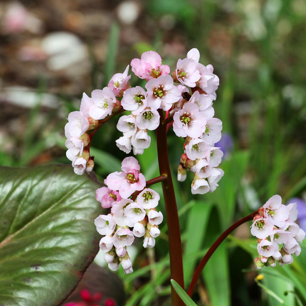 Vuorenkilpi - Bergenia x schmidtii