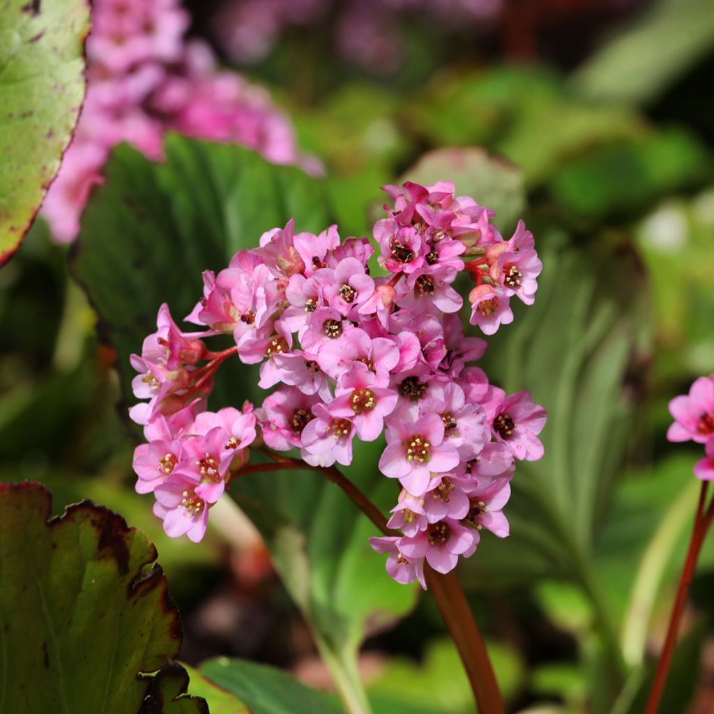 Vuorenkilpi - Bergenia x schmidtii