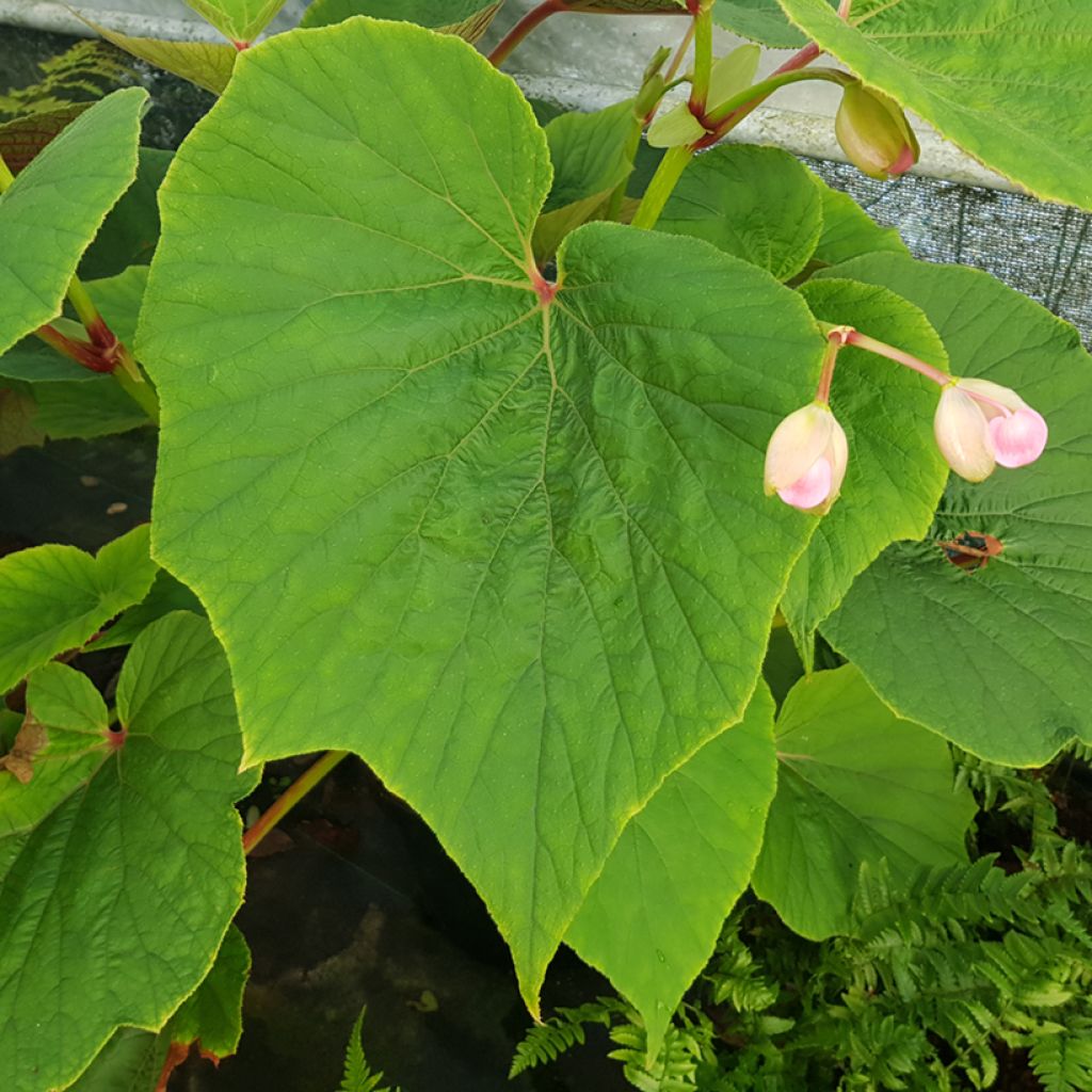 Kesäbegonia Torsa