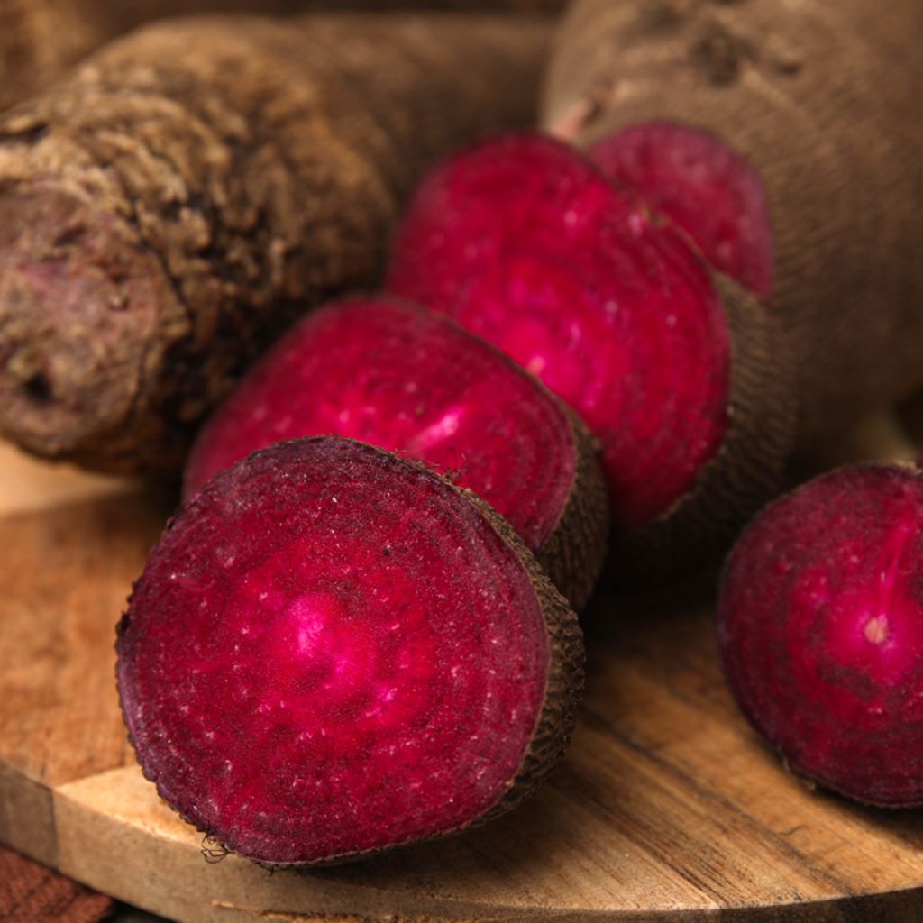 Punajuurikas Crapaudine - Vilmorin