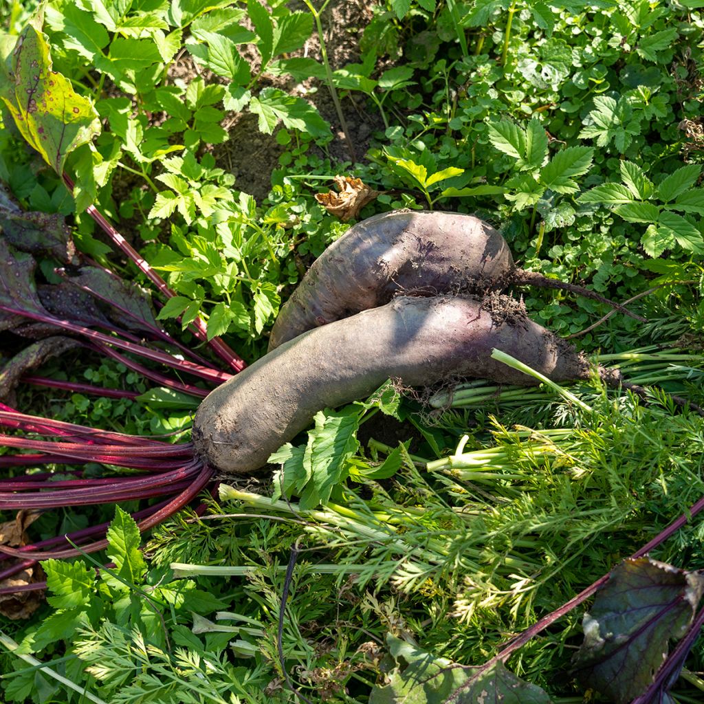 Punajuurikas Cylindra