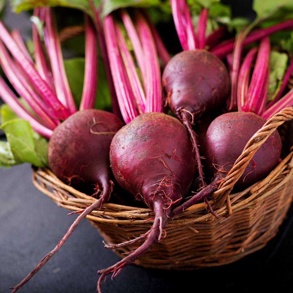 Punajuurikas Detroit 2 luomu - Beta vulgaris