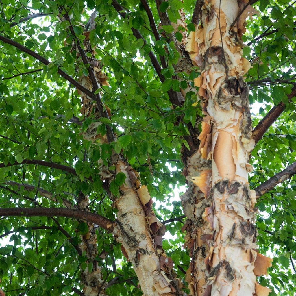 Bouleau noir - Betula nigra