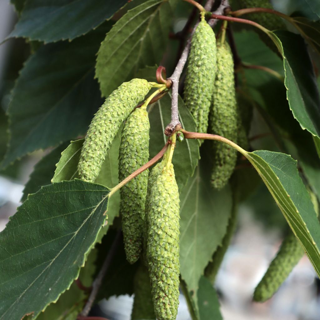 Paperikoivu - Betula papyrifera
