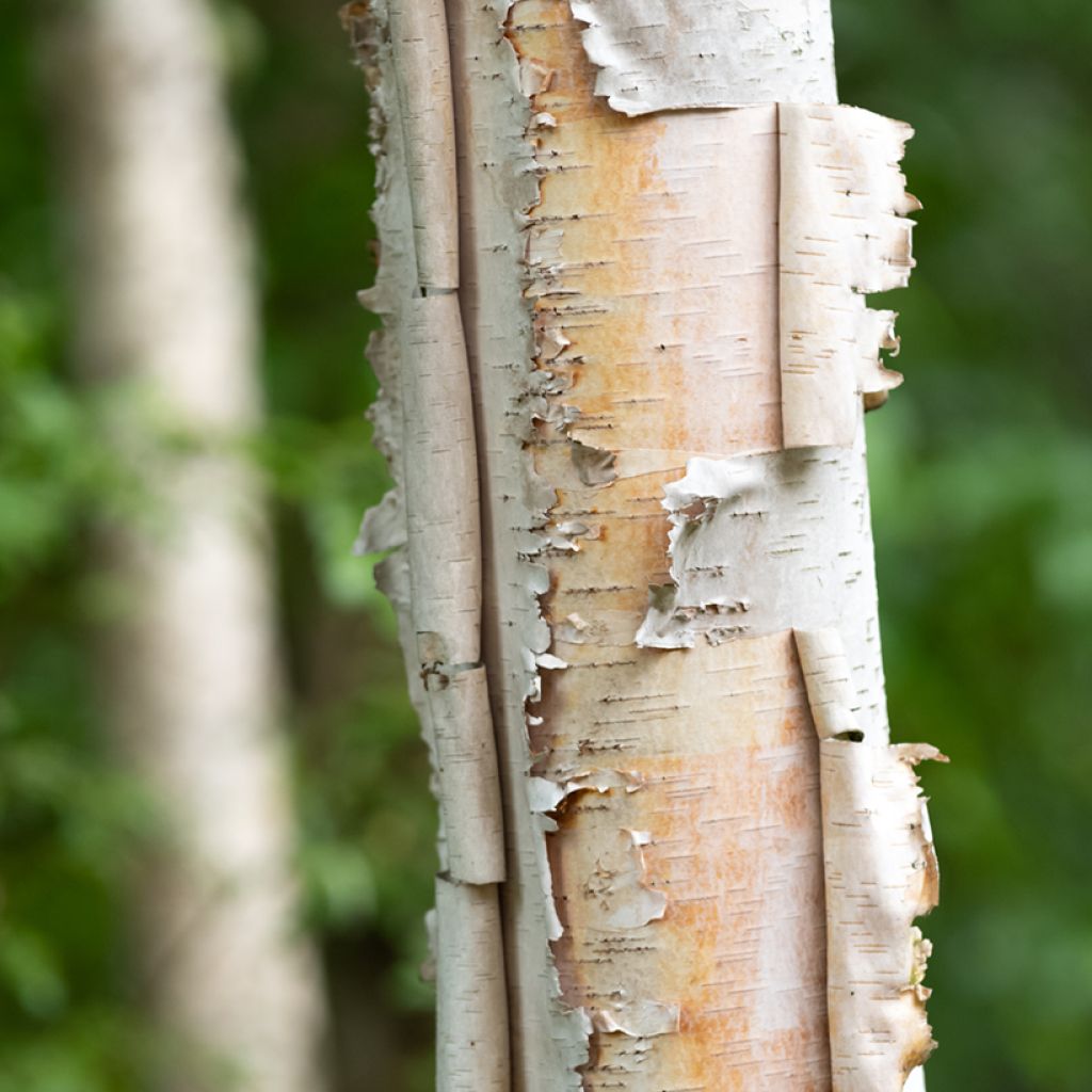 Paperikoivu - Betula papyrifera