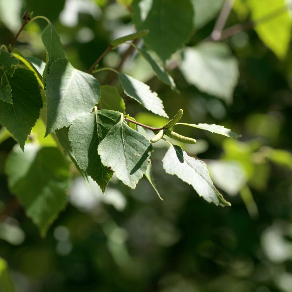 Paperikoivu - Betula papyrifera
