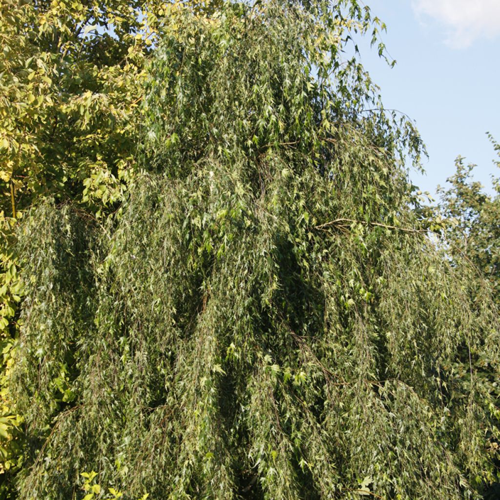 Rauduskoivu Gracilis