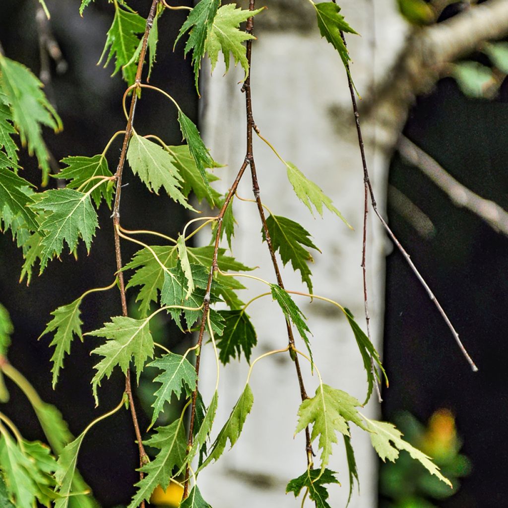 Rauduskoivu Gracilis