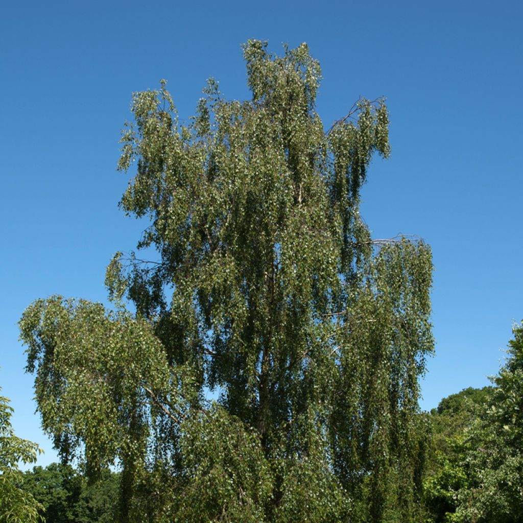 Rauduskoivu Tristis
