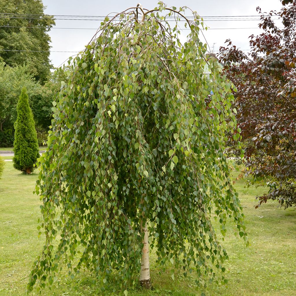 Rauduskoivu Long Trunk