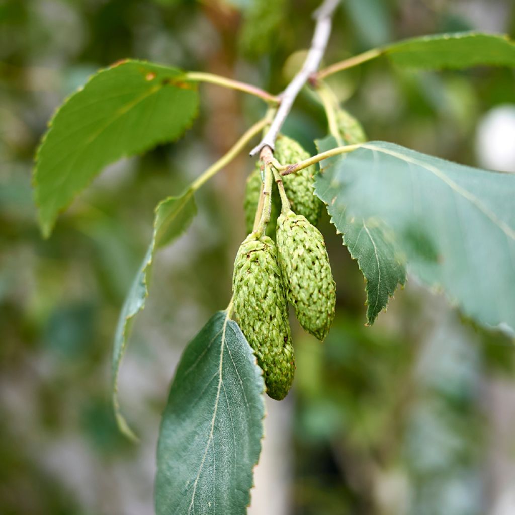 Hieskoivu - Betula pubescens