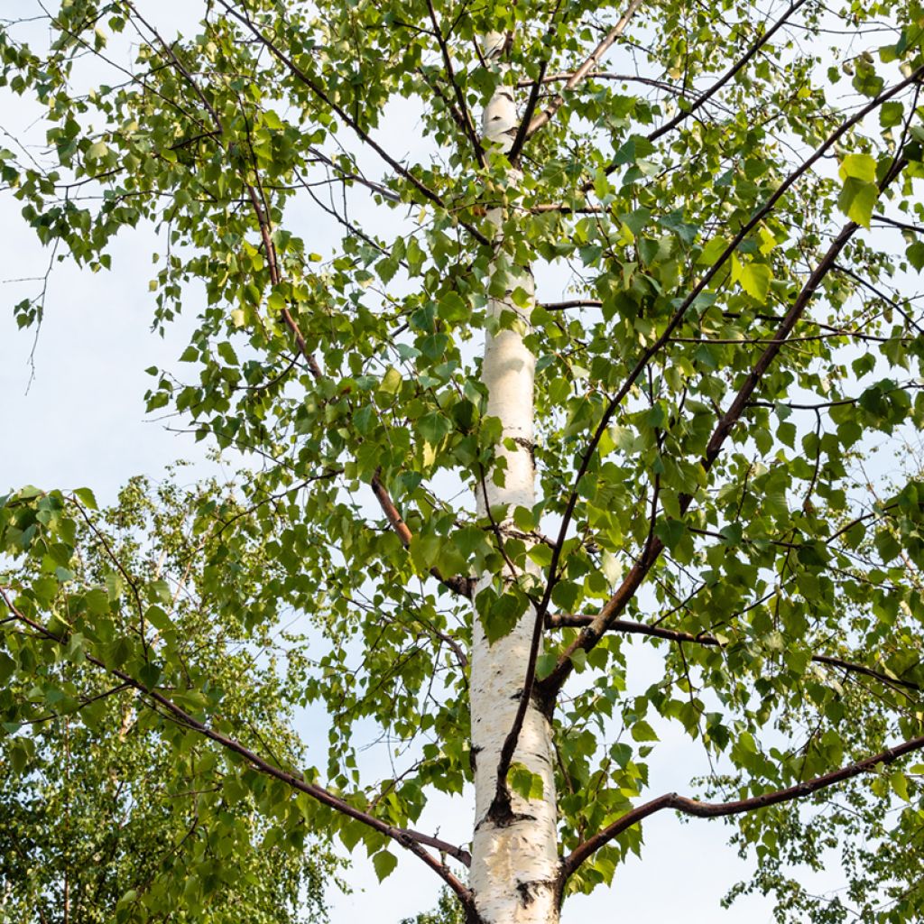Hieskoivu - Betula pubescens