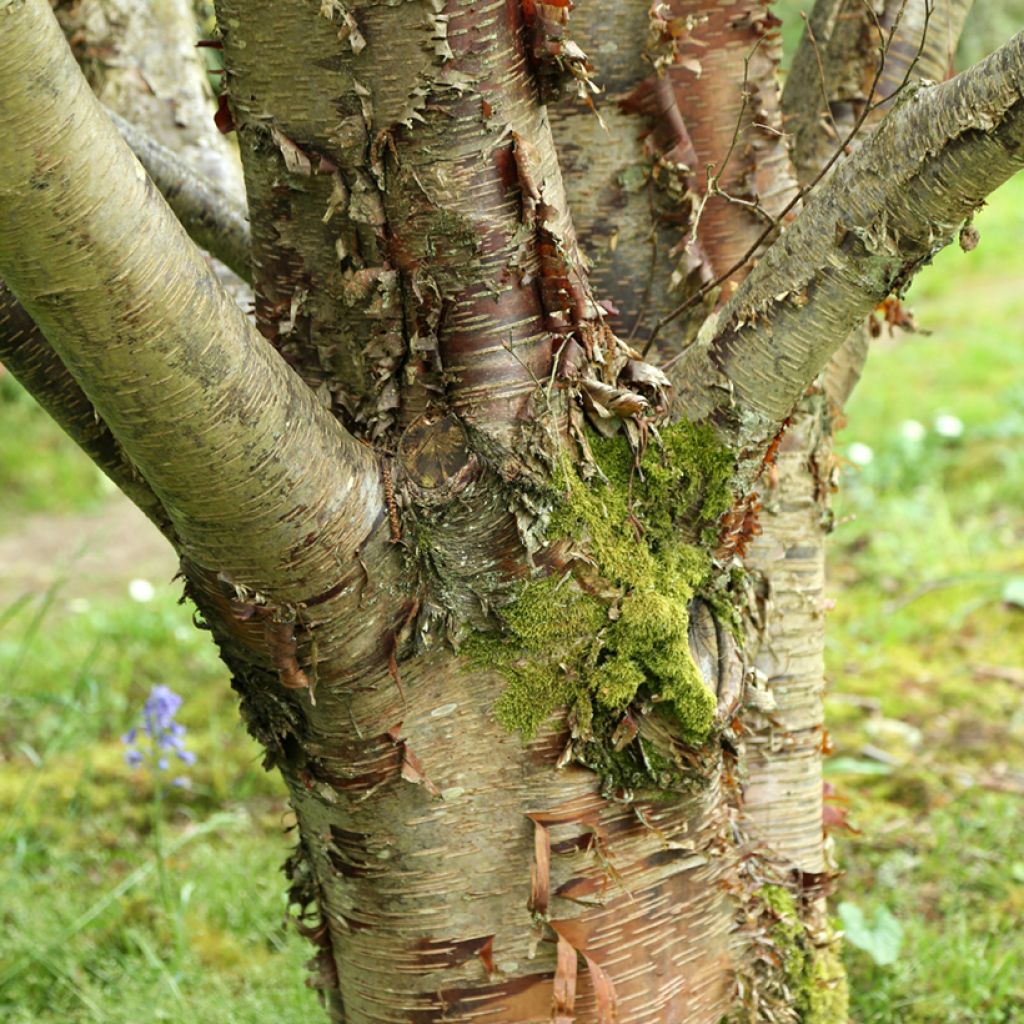 Himalajankoivu - Betula utilis var. prattii