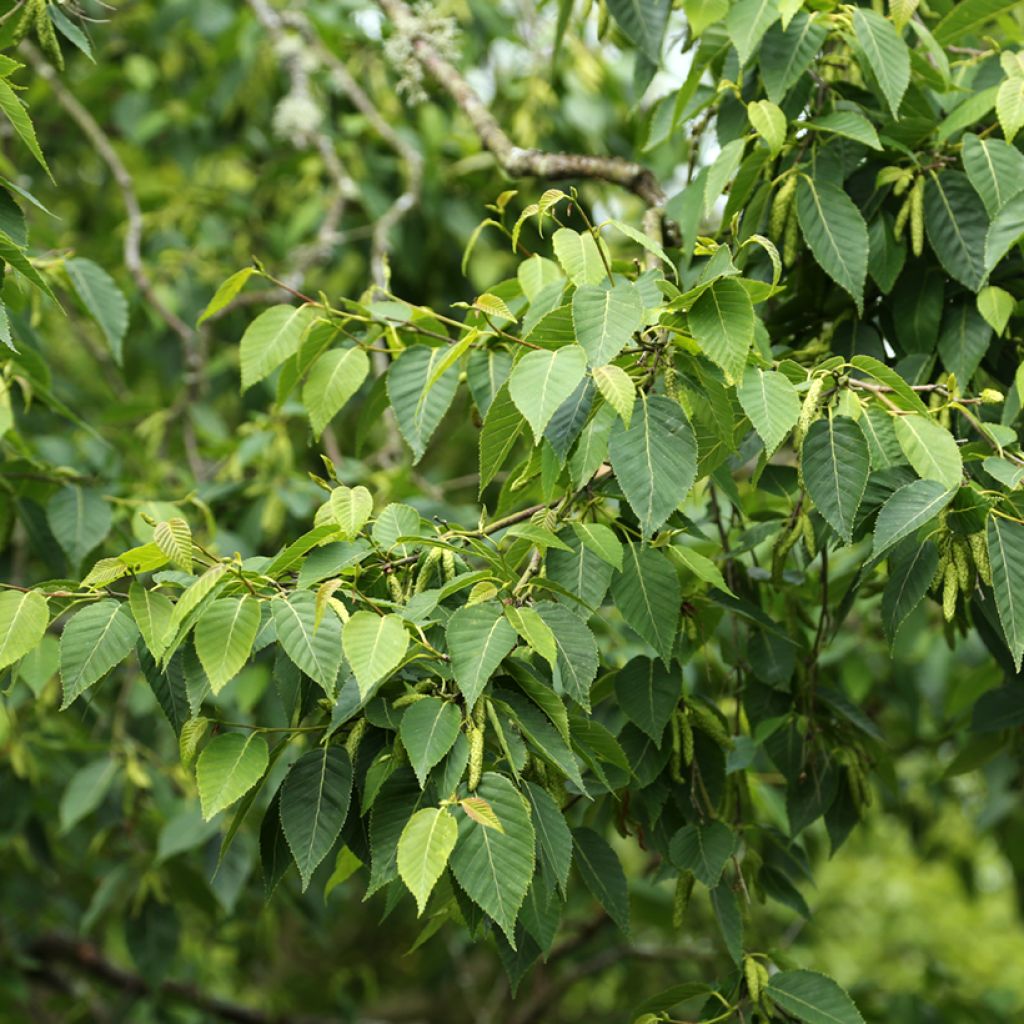 Himalajankoivu - Betula utilis var. prattii