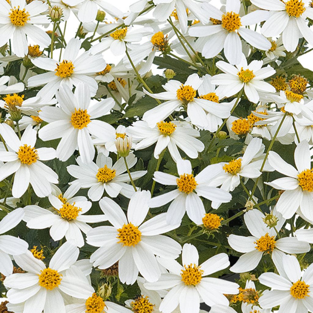 Rusoki Bee White